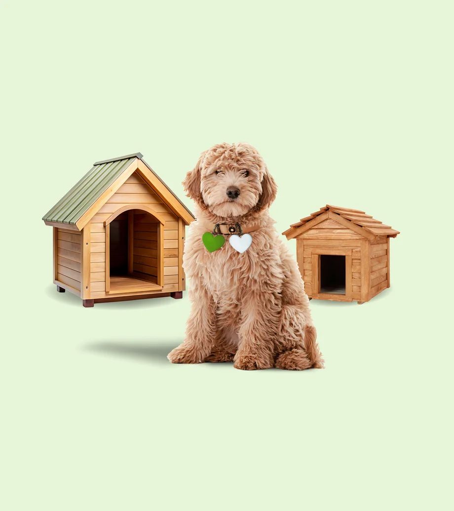 Hund vor zwei Hundehütten aus Holz, rechts eine kleinere und links eine größere Hundehütte.